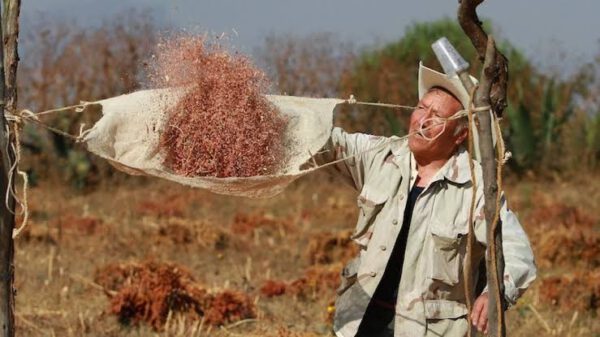 C:\Users\Iván\Pictures\cultivo de amaranto.jpg