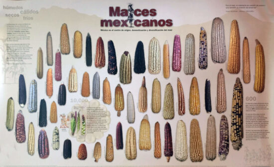 C:\Users\Iván\Desktop\Maíz\maices mexicanos.jpg