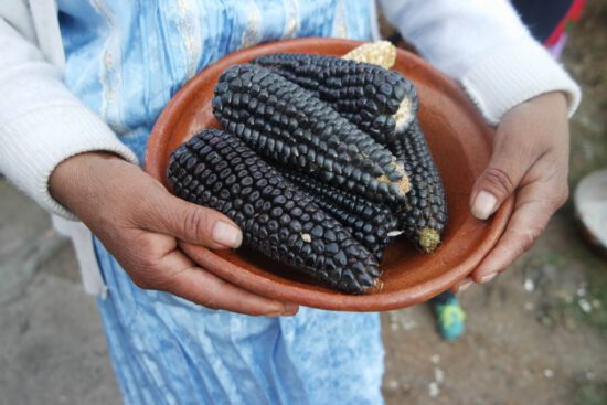 C:\Users\Iván\Desktop\Maíz\Maíz morado.jpg